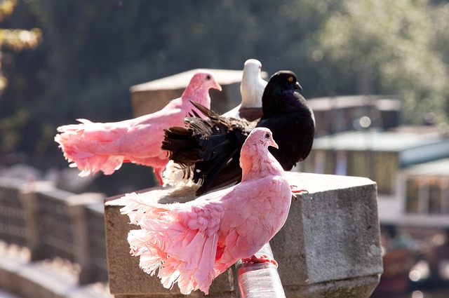 球員由於無 球員由於無