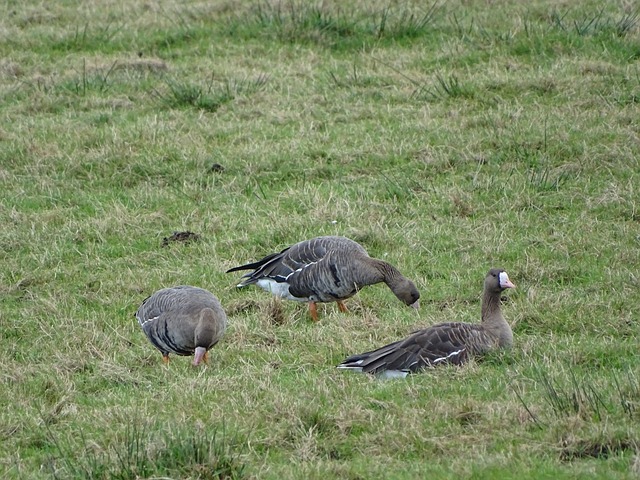 部赛区中 部赛区中